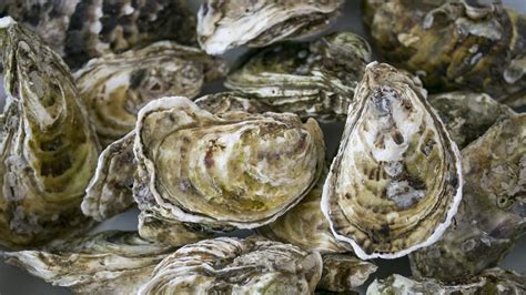 role oyster|facts about oysters.